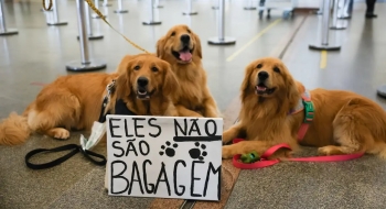 Após morte de Joca, tutores se manifestam no aeroporto de Brasília
